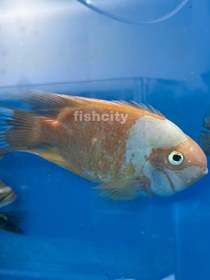 تصویر پرت سانتا 16 سانت 