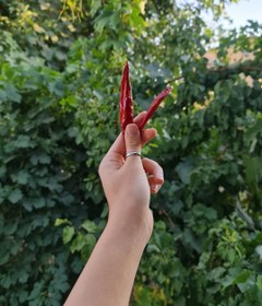 تصویر فلفل چیلی - پودر 