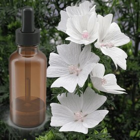 تصویر مشک سفید (مشک گیاهی) 