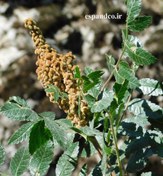 تصویر بذر سماق کوهی Rhus coriaria 