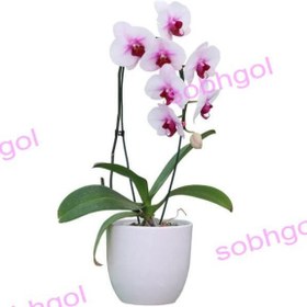 تصویر گل ارکیده تک شاخه ORK16 