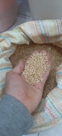 تصویر گندم مرغی بوجاری شده درجه یک 