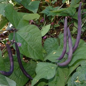 تصویر بذر لوبیا بنفش تیره 15 عددی 