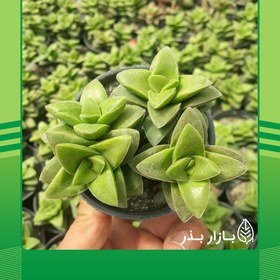 تصویر کراسولا مطبق 