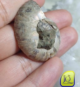 تصویر فسیل آمونیت 