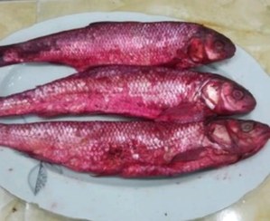 تصویر ماهی کولی شور ۶ عددی ریز گیلانی 