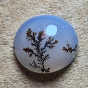 تصویر شجر قائن واضح زیبا سایز کوچک 