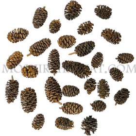 تصویر میوه توسکا بسته 100 عددی 