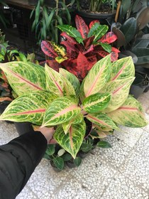 تصویر آگلونما آرکلین 