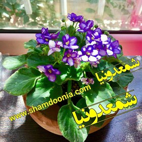 تصویر گیاه بنفشه آفریقایی گل بنفش 