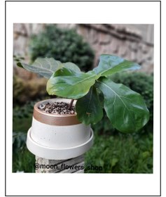 تصویر فیکوس لیراتا 