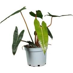 تصویر فیلودندرون بیلیتای 