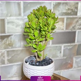 تصویر درختچه کراسولا آواتا 