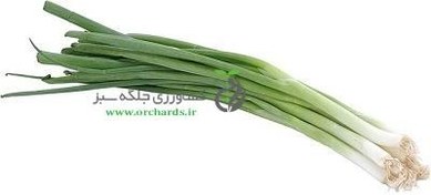 تصویر بذر پیازچه Bio Seeds 