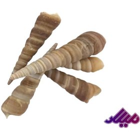 تصویر صدف کد 1170040 