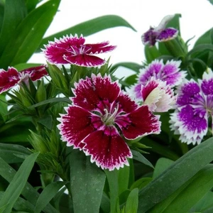 تصویر فروشگاه باغبان ارگانیک