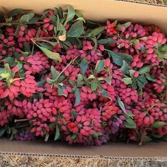 تصویر زرشک تازه (شاخه) 20 کیلویی 