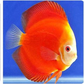 تصویر دیسکس فوجی رد 5 اینچ 