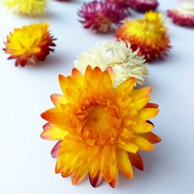 تصویر گل خشک مینا بسته 5 عددی 