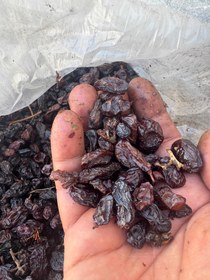 تصویر کشمش فخری آبگیری Keshmesh Fakhri