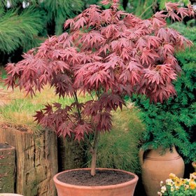 تصویر بذر افرا قرمز ژاپنی - Japanese Red Maple 