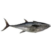 تصویر ماهی هوور یا ماهی تن اصل جنوب ( قیمت و خرید )-اسبک ماهی 