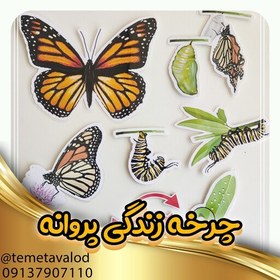 تصویر ابزار آموزشی چرخه زندگی پروانه 