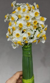 تصویر گل نرگس 