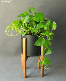 تصویر پتوس آویز با گلدان پایه‌دار 