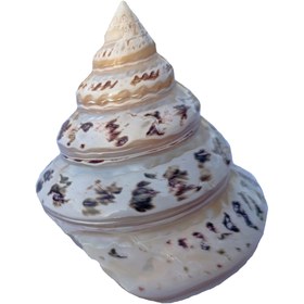 تصویر صدف هرمی کلکسیونی 