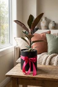 تصویر فیکوس شرابی کد 5001 