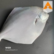 تصویر ماهی حلوا سفید درجه 1 سایز خیلی بزرگ 500 تا 1000 گرم 