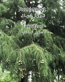 تصویر یک بسته ده عددی بذر سرو تاکسیدیوم (سرو تالاب) Taxodium seed