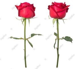 تصویر شاخه گل رز قرمز PNG 