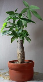 تصویر بنسای(بونسای) پاچیرا غول پیکر در گلدان وارداتی ا Pachita bonsai Pachita bonsai