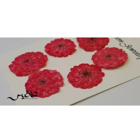 تصویر گل داوودی وارداتی 