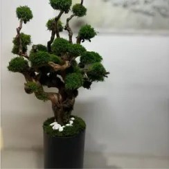 تصویر درخت جاویدان (9) 