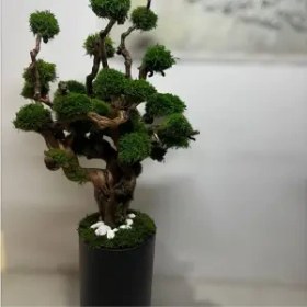 تصویر درخت جاویدان (9) 