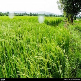 تصویر برنج درجه یک فجر گلستان ترکیب شده با مقداری هندی به قیمت عمده فقط کافیه یک بار پخت بشه در صورت عدم رضایت برگردانید 