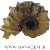 تصویر راف فسیل آمونیت 