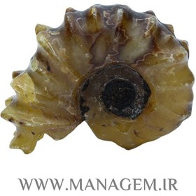 تصویر راف فسیل آمونیت 