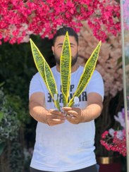 تصویر سانسوریا مصنوعی55سانتی 