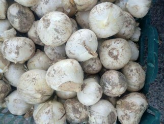 تصویر پودر موسیر صادراتی آنید حجم 1000 گرم 