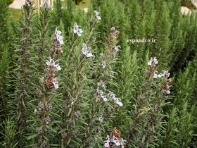 تصویر بذر رزماری Rosmarinus officinalis 