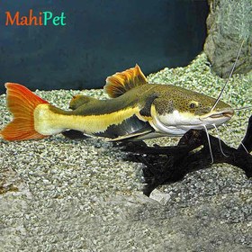 تصویر ماهی ردتیل 7 تا 12 سانتی متر 