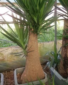 تصویر گیاه یوکا 