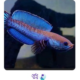 تصویر چانا آندرا سایز ۴ تا ۵ سانت 