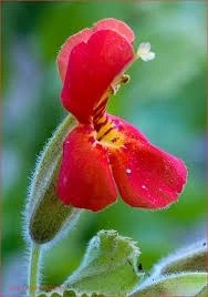 تصویر بودکور ست کاتر گلسازي گل ميمون 2300110 