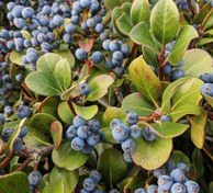 تصویر بذر زالزالک هندی Rhaphiolepis indica 