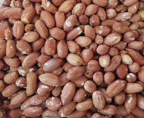 تصویر مغز بادام زمینی امین بادام آستانه اشرفیه شیرین و درجه یک 